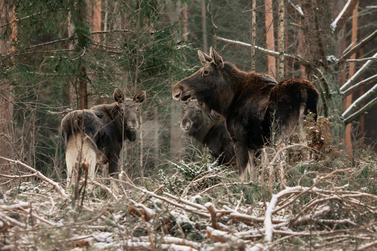 Domek W Otulinie Biebrzy Goniądz Eksteriør bilde